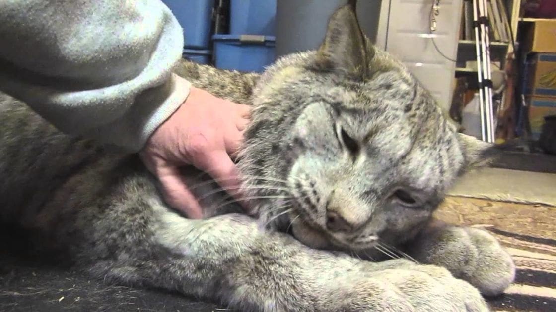 An adult male petting a tabby cat with grayish-brown coat and darker stripes, held indoors under artificial lighting.