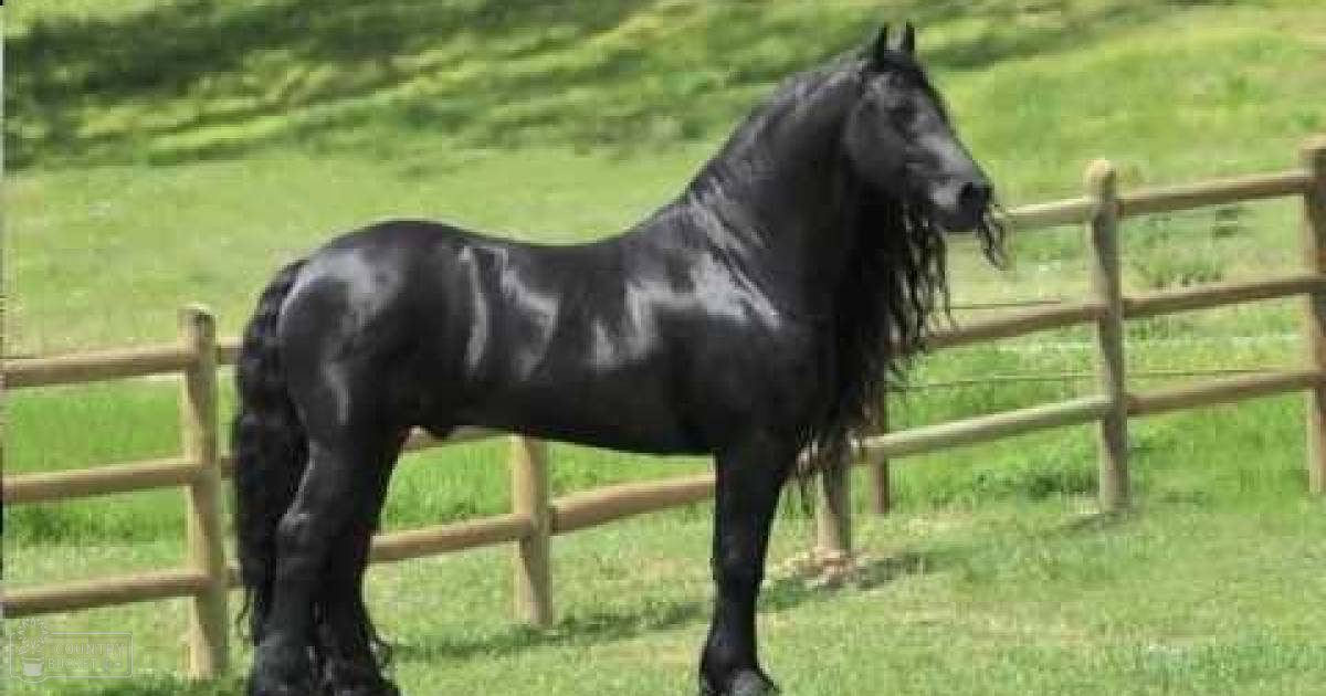 A black horse with long flowing mane in a grassy field bordered by wooden fencing on a bright day.