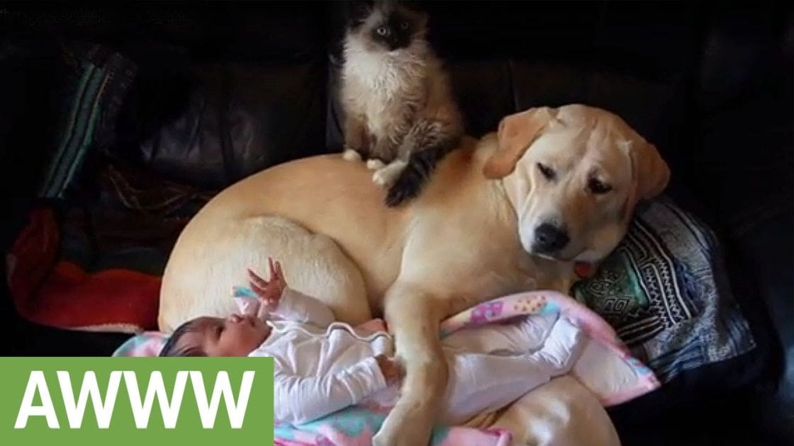 An infant wearing a white long-sleeved onesie with pink and white pattern, lying down surrounded by pets including a golden retriever dog and a siamese cat in an indoor living room environment.