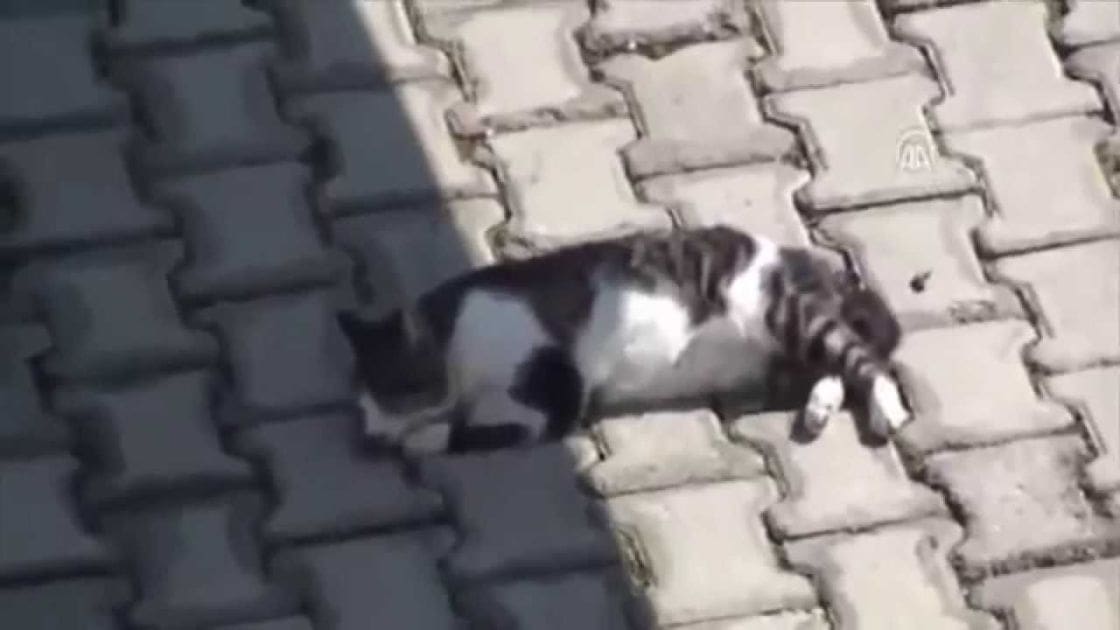A black-and-white adult cat with distinct markings is outdoors on a paved surface under natural daylight.