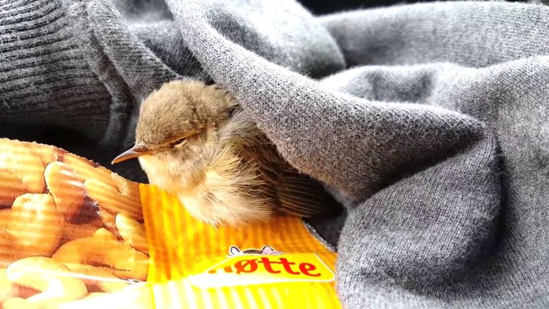 A young, brown-feathered bird with a yellow Lotte snack bag under it in an indoor setting with gray lighting.