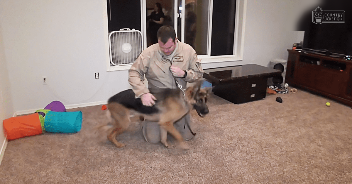 An adult male interacts with a German Shepherd in a living room setting, with colorful dog toys and indoor furniture.