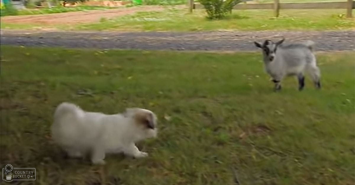 A small white puppy with light brown markings plays in a grassy outdoor area near a young gray-and-white goat on a dirt path under soft spring or summer daylight.