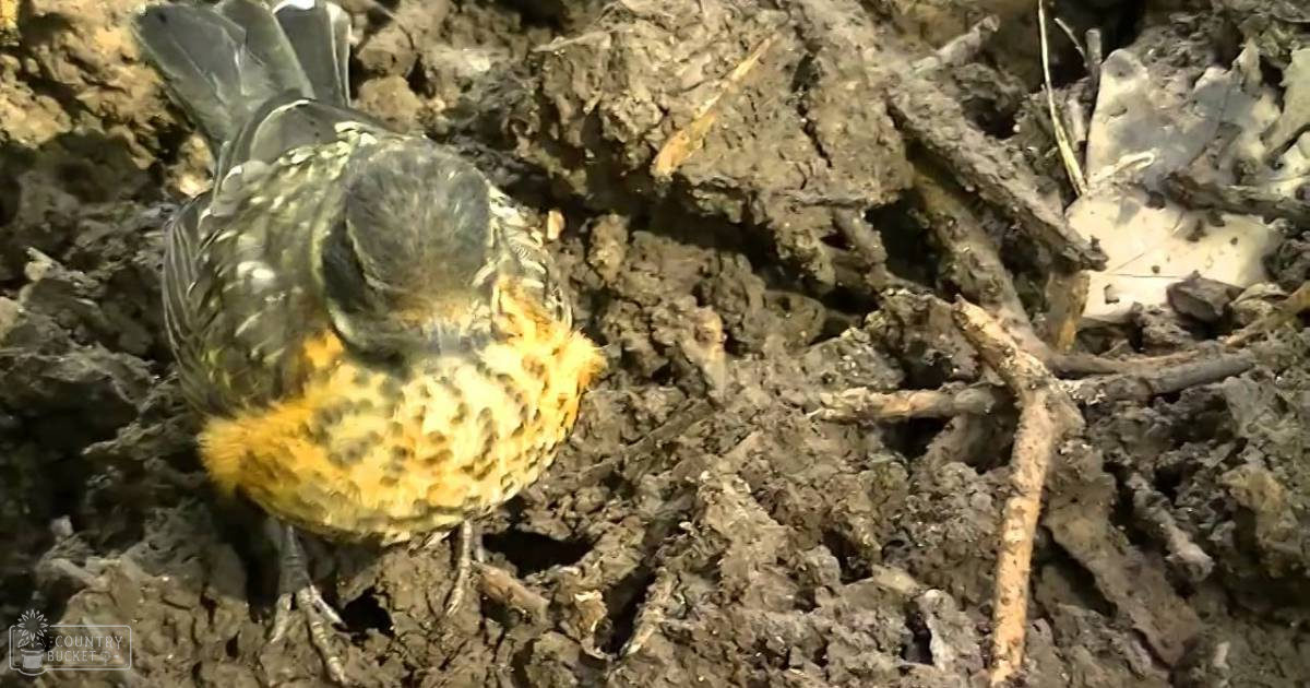 A wild bird with orange and black markings stands in a natural outdoor setting with earthy tones under daytime lighting.