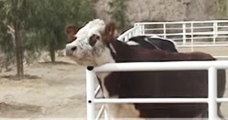 A cow with white and brown markings in an outdoor farm setting during daylight hours.