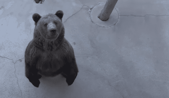 A brown bear with a thick coat of fur stands on concrete ground within an enclosure, surrounded by natural light in what appears to be daytime at a zoo or wildlife park.