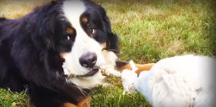 A large black-and-white Bernese Mountain Dog with brown markings interacts with a smaller white dog in an outdoor grassy area during spring or summer under natural daylight.