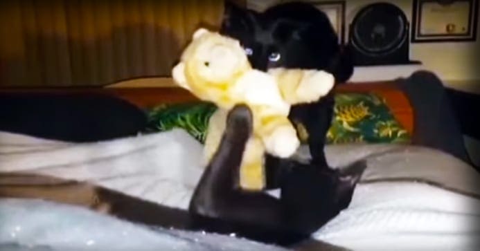 A black kitten holding a yellow stuffed animal, indoors in a living room setting with a white bedspread and an orange-green patterned pillow.