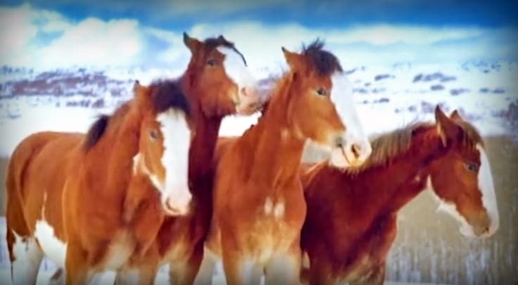 Four horses in a snowy landscape with mountains under a partly cloudy sky, suggesting winter.