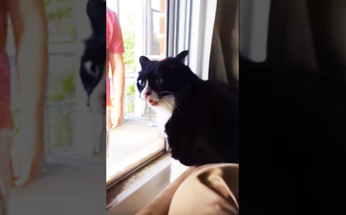 A black-and-white tuxedo cat sits on a beige cushion by an indoor window, with curtains partially drawn. A young adult male in a red shirt is visible behind the cat.