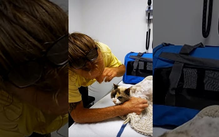 A Ragdoll cat with a calico pattern being examined by a middle-aged male veterinarian in a veterinary clinic setting. The table is covered with a white cloth, and there's a blue pet carrier on the table.