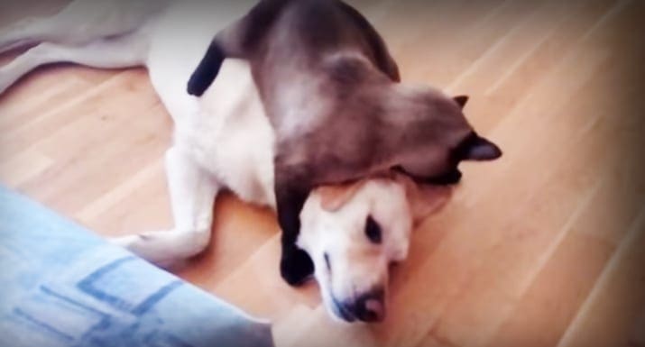 An adult dog with white and brown coat lying indoors on wooden floor, minimalistic background suggests living space.