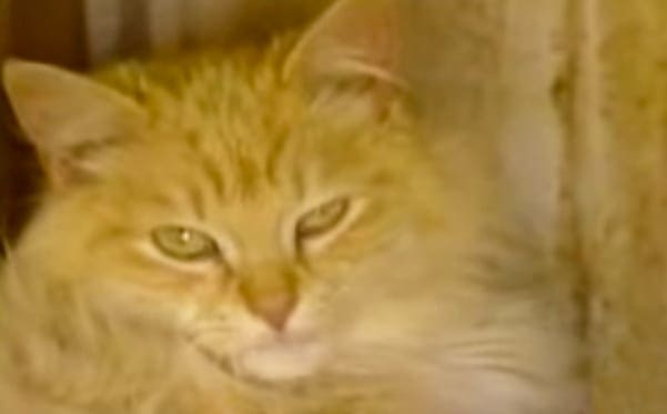 An orange tabby cat with white markings indoors, possibly a room with wooden elements visible on the right side of the frame.