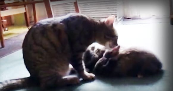 A tabby cat with dark brown fur and lighter stripes alongside two kittens in a bright indoor home setting, suggesting daytime lighting.