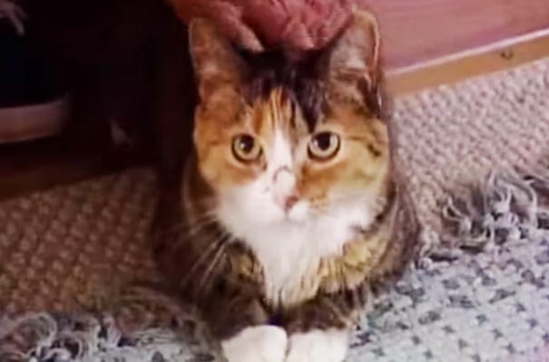 A calico cat with orange, black, and white fur indoors on a patterned rug or blanket.