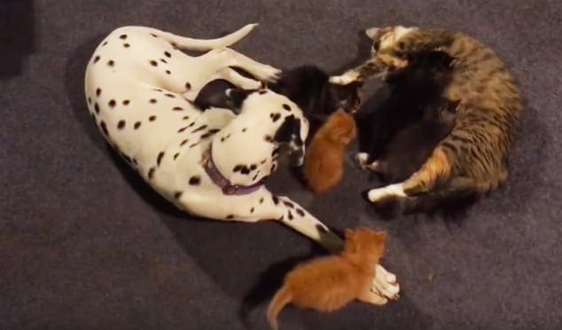 Dalmatian puppy with black spots interacting among two tabby cats on a dark indoor floor.
