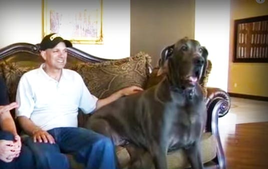 A large breed dog, possibly a Great Dane, with dark fur sits next to an adult male wearing a white polo shirt and blue jeans in a warmly lit living room filled with ornate furniture.