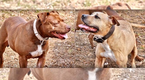 Two American Pit Bull Terriers with reddish-brown and tan coats in an outdoor area with dry grass and dirt, suggesting autumn or winter.