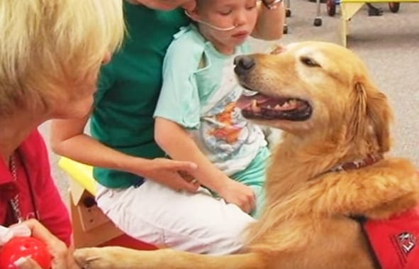 A golden retriever dog in a hospital setting, interacting with a toddler seated on a yellow chair.