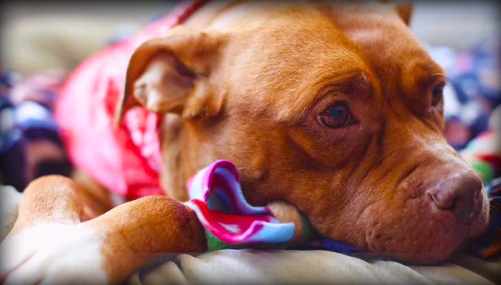 A brown pit bull-like dog with a wrinkled face wears a pink collar indoors on what appears to be bedding or clothing.