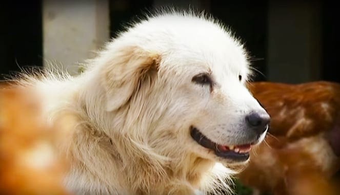A large white dog with light brown markings around its eyes and ears, possibly a Great Pyrenees, outdoors on a sunny day.