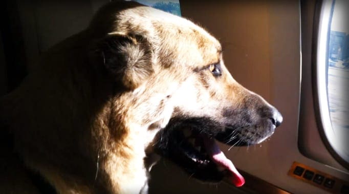 A light brown dog with darker markings around its face and ears inside an airplane cabin during daytime.
