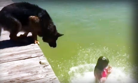 A German Shepherd dog, adult with dark brown coat and lighter markings, at a wooden dock near water; a toddler in a pink one-piece swimsuit stands nearby on the dock.