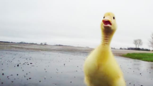 A yellow duckling with darker markings around its eyes and beak, standing in an open field under a cloudy sky.