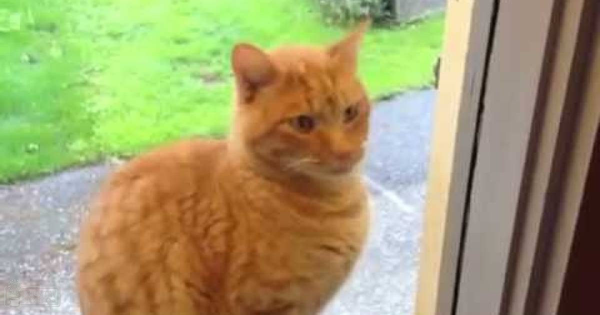 A ginger tabby cat with a fluffy coat patterned with darker stripes and markings on its face and body, viewed indoors near an open door leading to a grassy outdoor scene.