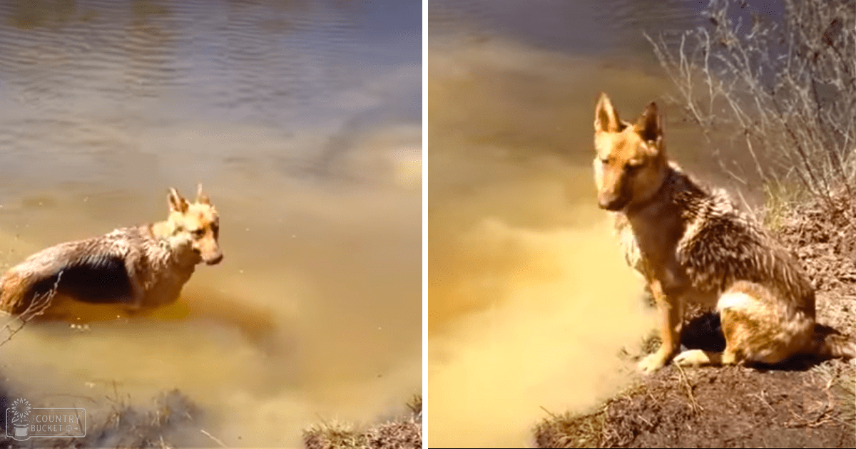 An alert German Shepherd dog with a tan coat near a body of water during daytime.