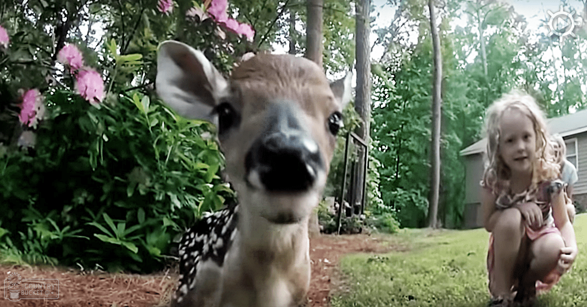 A fawn with light brown coat and white-black spots stands in a backyard surrounded by green grass, trees, bushes, and flowering plants.