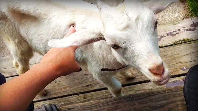 A Nubian goat with a white coat and horns stands outdoors on a wooden platform in a rural setting with greenery, bathed in natural daylight.