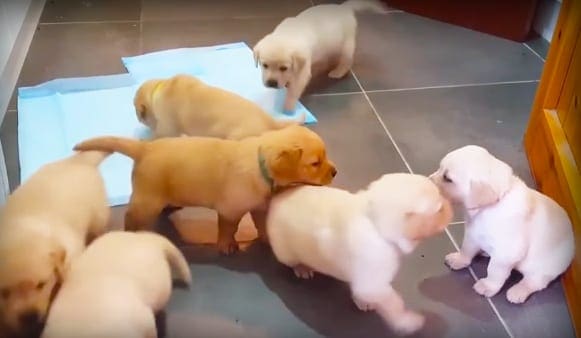 Golden retriever puppies, 6-8 weeks old, in a home setting with grey tiled floor and wooden door