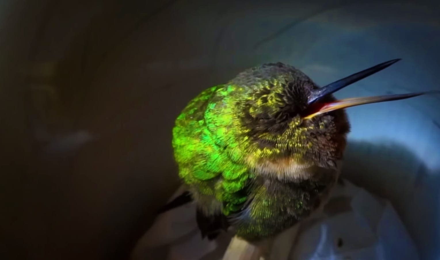 A vibrant green hummingbird with a slender, long beak rests on an indoor surface under artificial lighting.