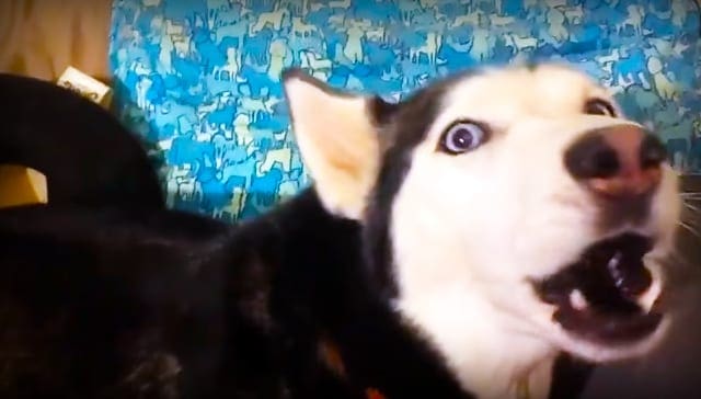 An adult Husky with black and white fur stands indoors against a blue patterned wall, possibly evening lighting.
