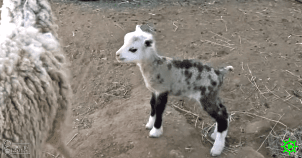 A young baby goat with a white face and body marked with dark spots stands outdoors in a rural setting with dirt and sparse vegetation.