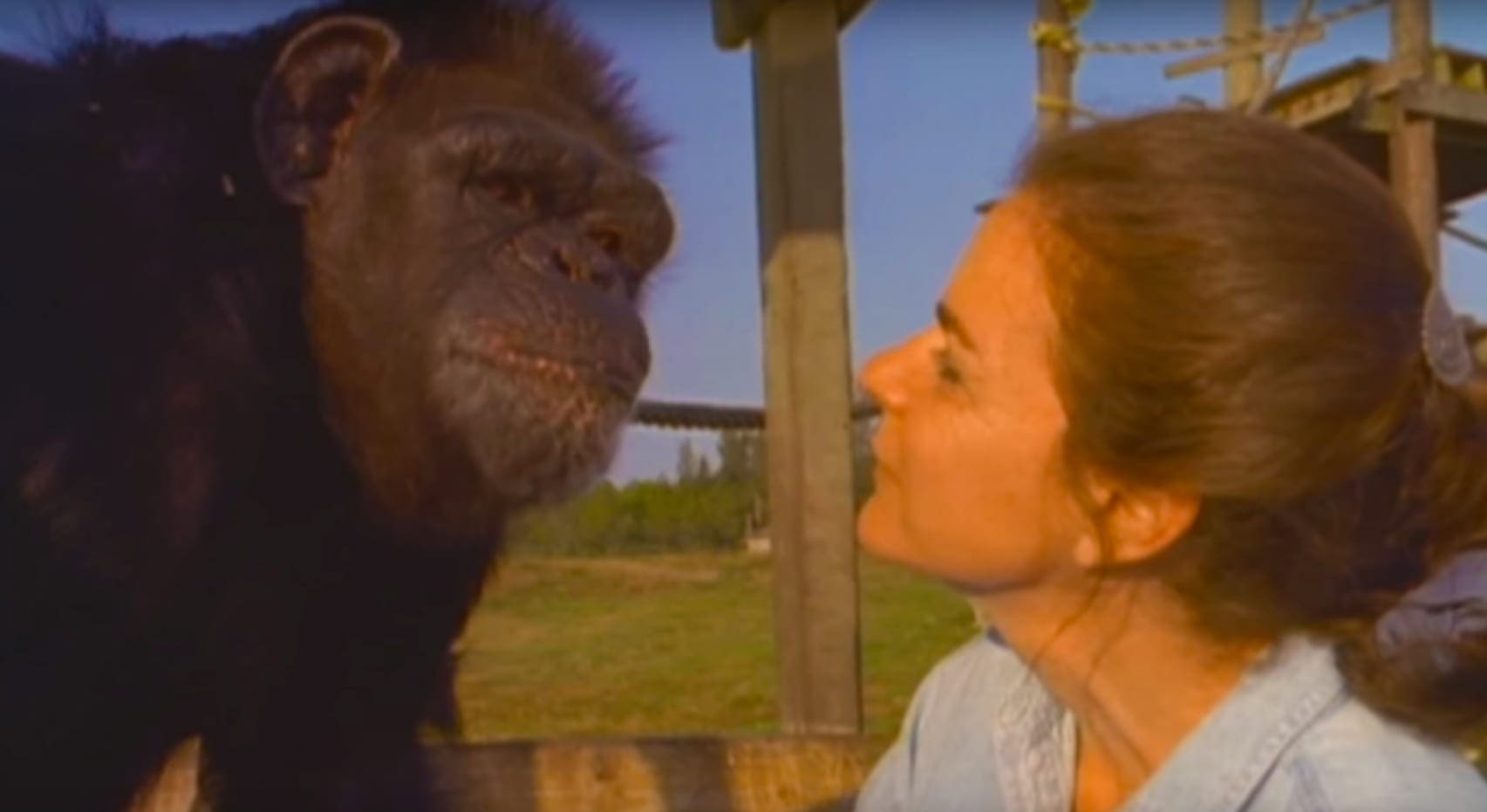 An adult chimpanzee with dark brown fur stands outdoors, surrounded by wooden structures and greenery. An adult female wearing a light blue denim shirt with a white lace collar detail is nearby.