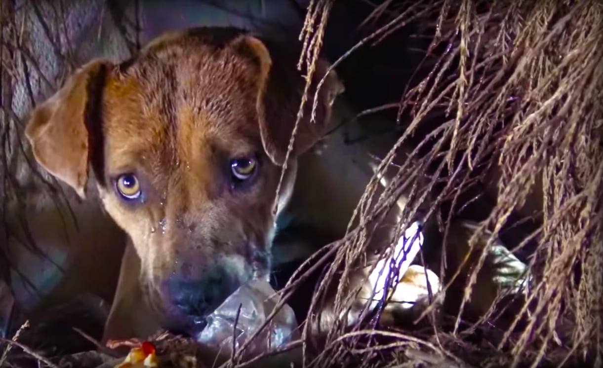 A mixed breed dog with brown fur and white markings around its mouth stands outdoors at night among twigs and branches, illuminated by ambient light.