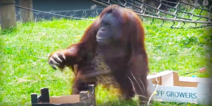 An adult orangutan with reddish-brown fur in a zoo enclosure, surrounded by grass and cardboard boxes.