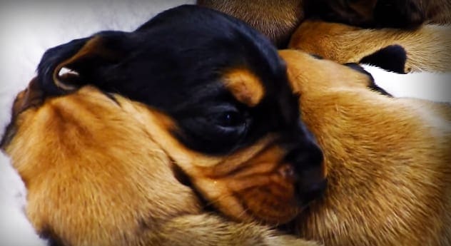 A young pug with a black face and light brown body, photographed indoors in natural daylight.