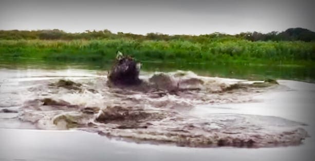 An adult hippopotamus in a river surrounded by lush greenery under an overcast sky during spring or summer