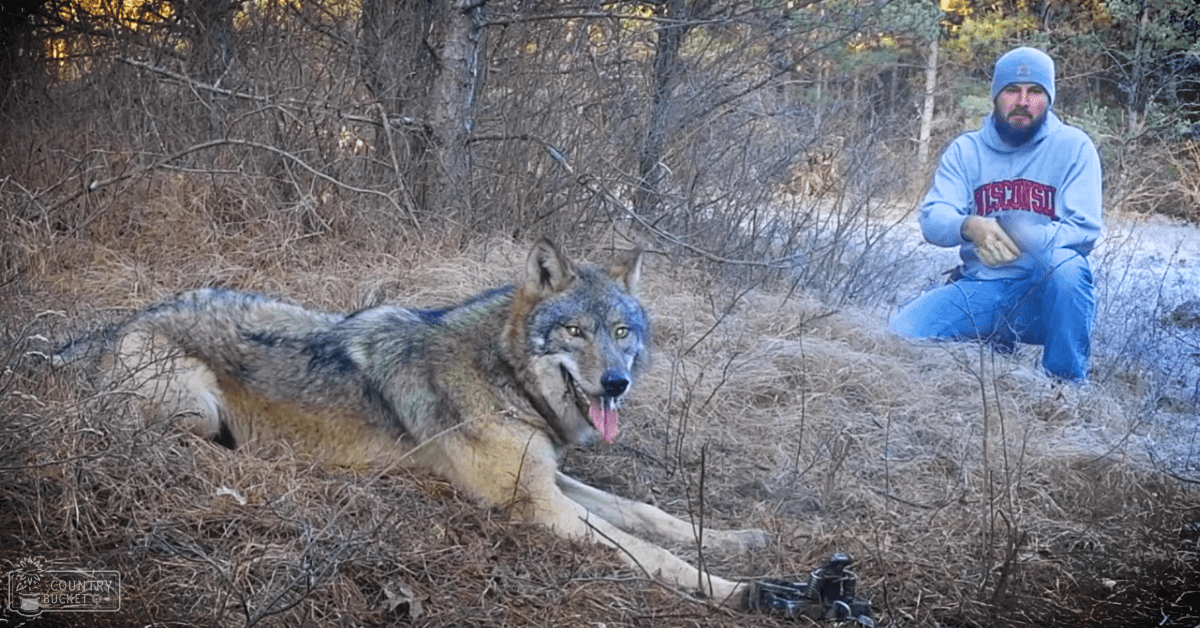 A gray wolf with white markings stands in a forested area during late autumn or early winter, wearing a blue sweatshirt and light blue beanie. A person in the background holds a camera.