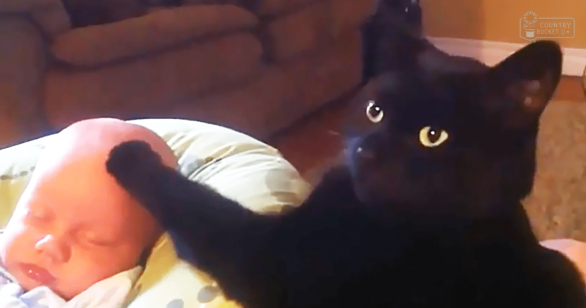 A black cat interacting with an infant in a home setting, illuminated by natural daylight.