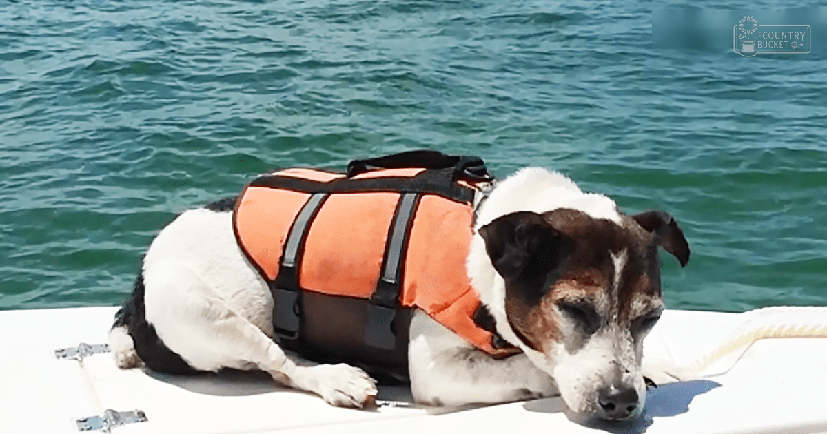 A Jack Russell Terrier dog wearing an orange life vest outdoors by water, likely on a boat or dock.