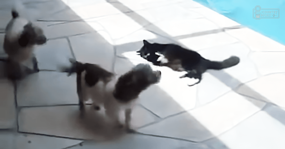 A group of cats with varying white and dark markings on a tiled floor indoors, sunlight streaming through suggesting daytime possibly summer