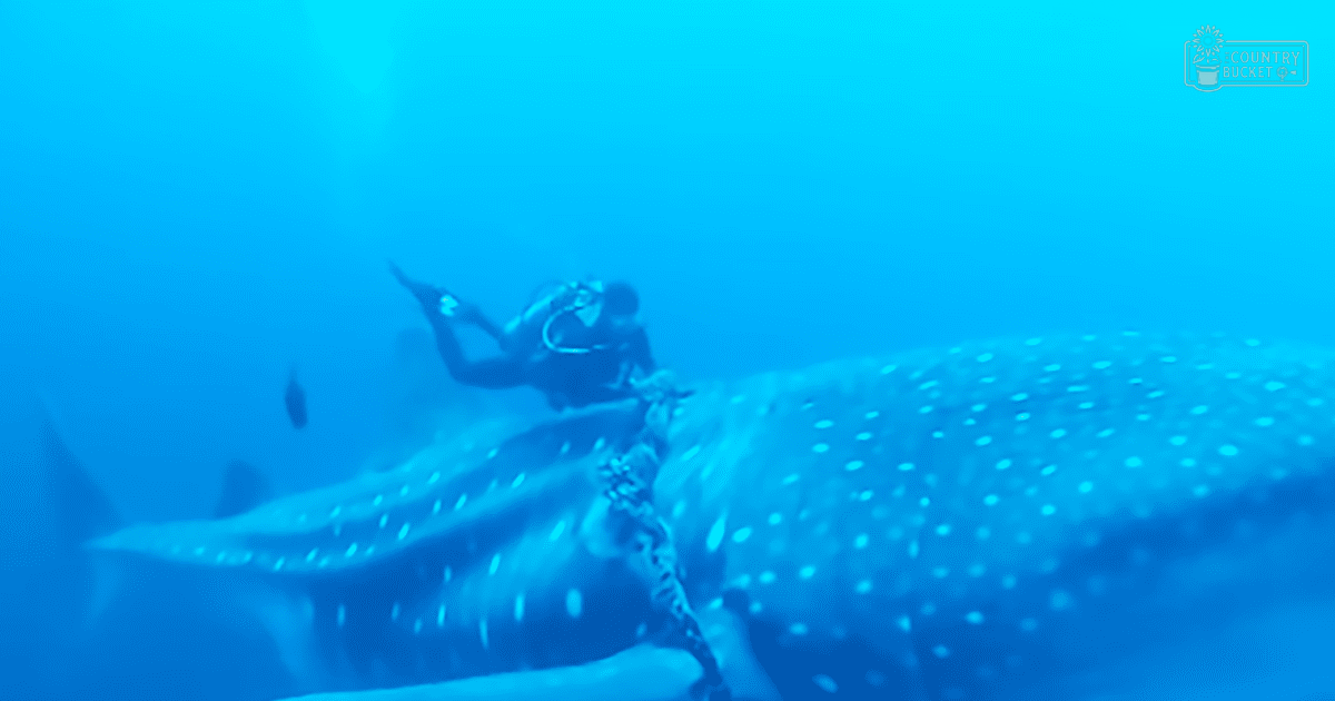 Adult male diver interacting with a large whale shark in clear, underwater environment with blue tones dominating due to the setting.