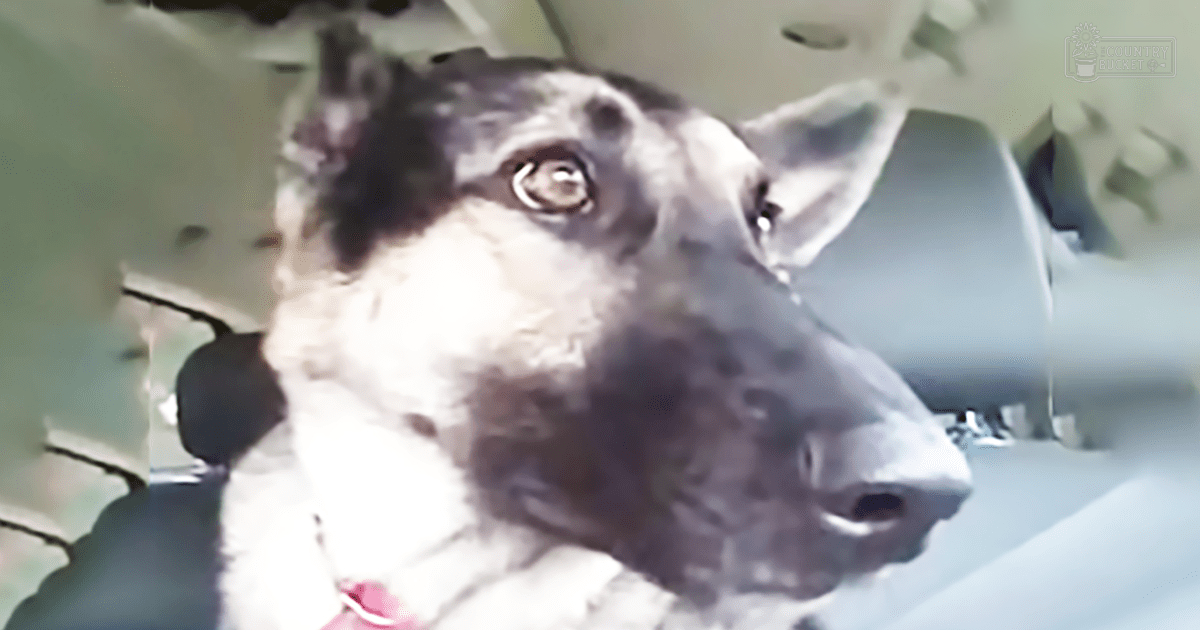 An adult German Shepherd with a black and white coat inside the interior of a parked vehicle.
