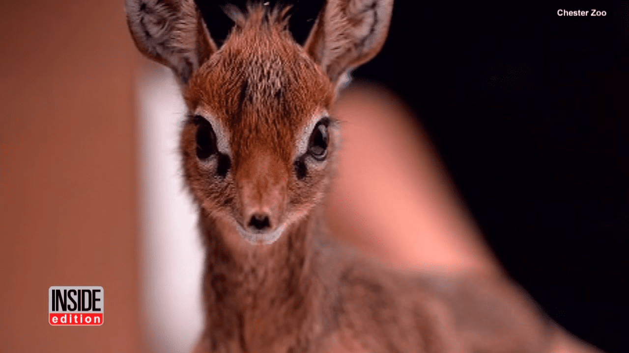A baby dik-dik antelope with reddish-brown fur and large dark eyes, standing in a zoo enclosure at Chester Zoo. The indoor setting has artificial lighting.