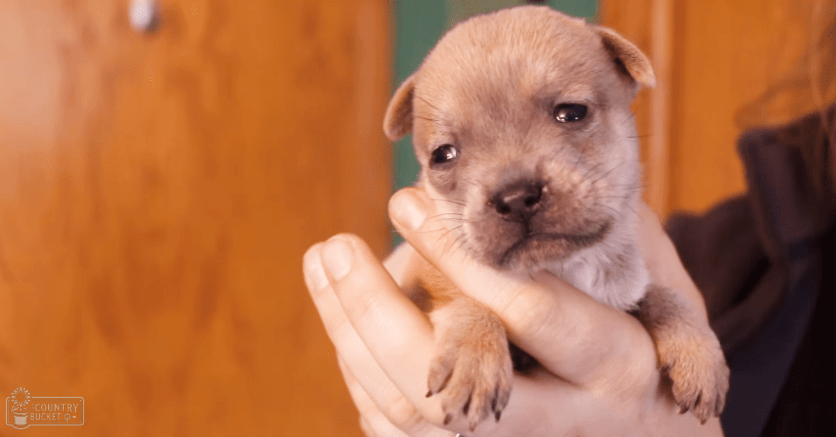 A light brown puppy with darker markings indoors near an adult wearing a dark, long-sleeved cotton garment.