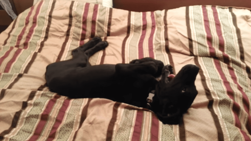 A black dog lying on its back on a bed in an indoor bedroom setting with warm lighting and striped bedding.